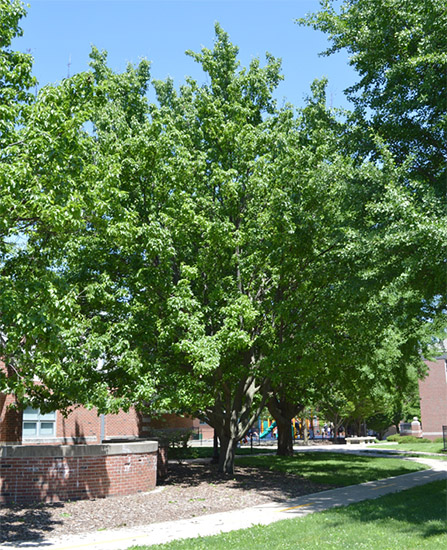 Callery Pear, one year after bacterial blast infection