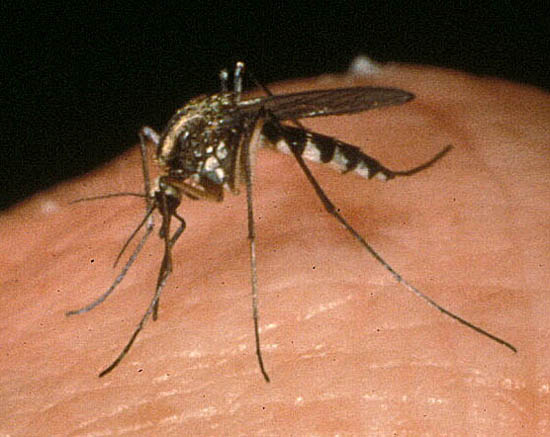 Michigan invaded by Super Mosquitoes – Gallinipper (Psorophora ciliate)