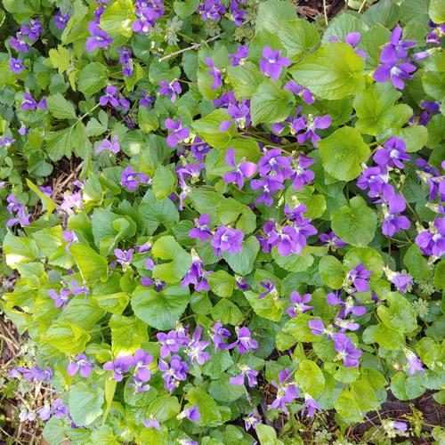 purple flower weed plant