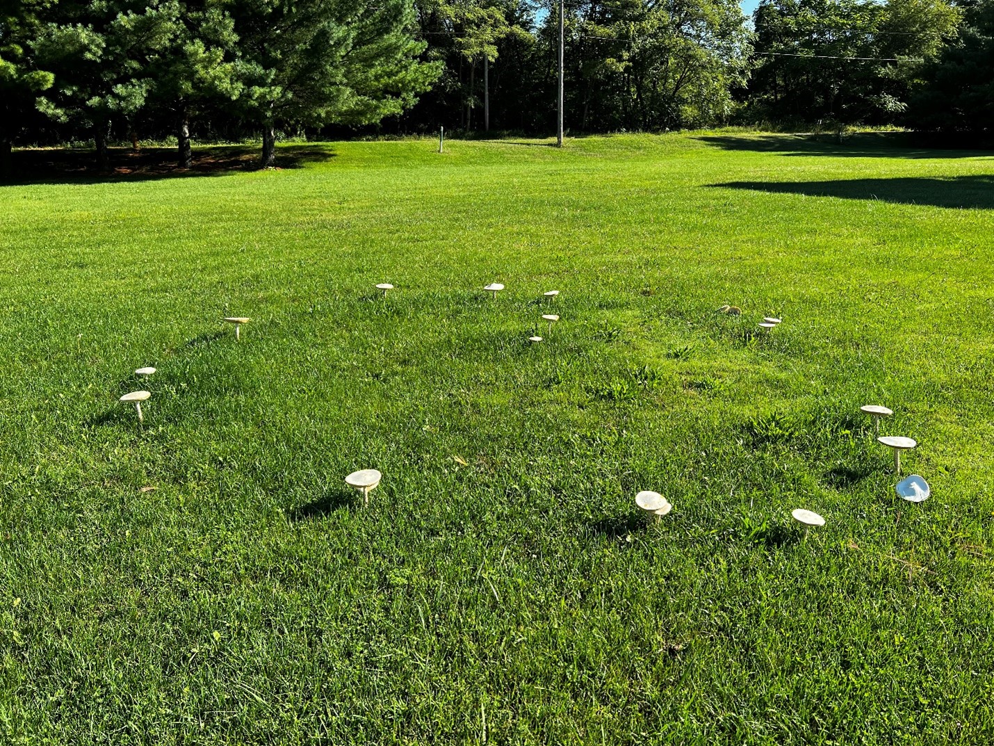 Fairy Rings  Horticulture and Home Pest News