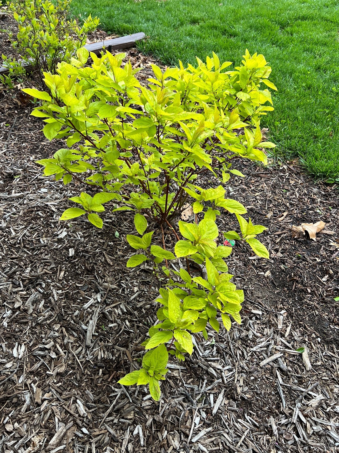 Chartreuse, yellow-green dogwood shrub in a mulched bed