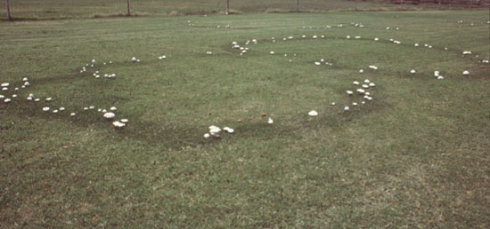 Fairy Rings  Horticulture and Home Pest News