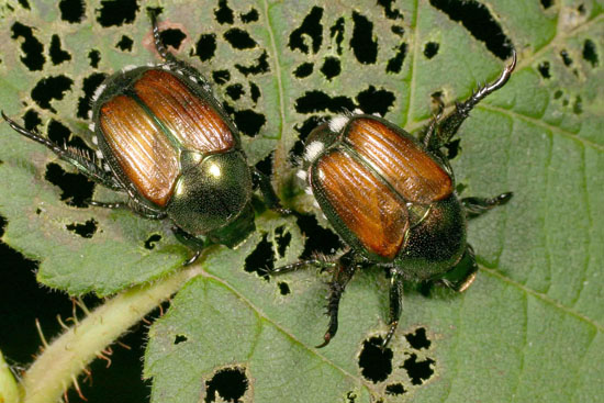 japanese beetle life cycle illinois