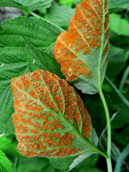 orange raspberry plant