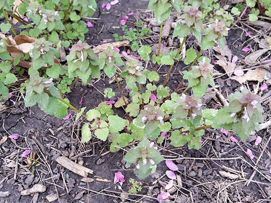 weeds with purple leaves