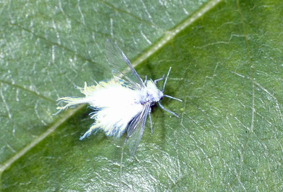 wooly aphids